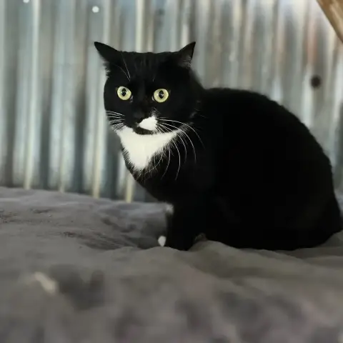 Telma