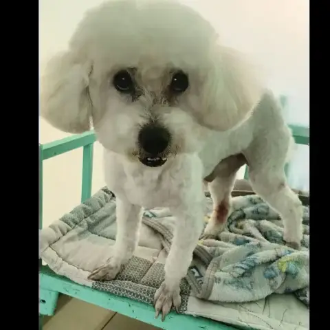 Oscar