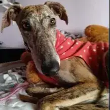 Ona