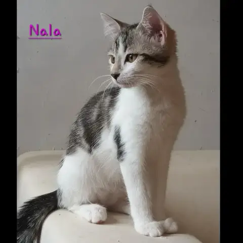 Nala photo 2