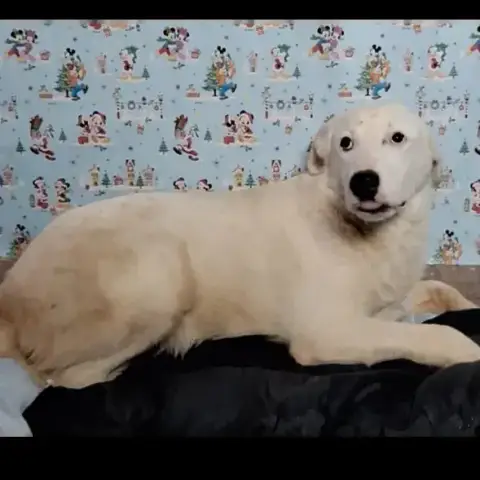 Jakari