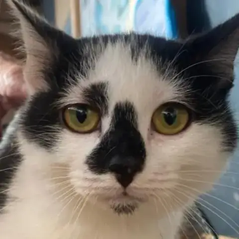 Nala