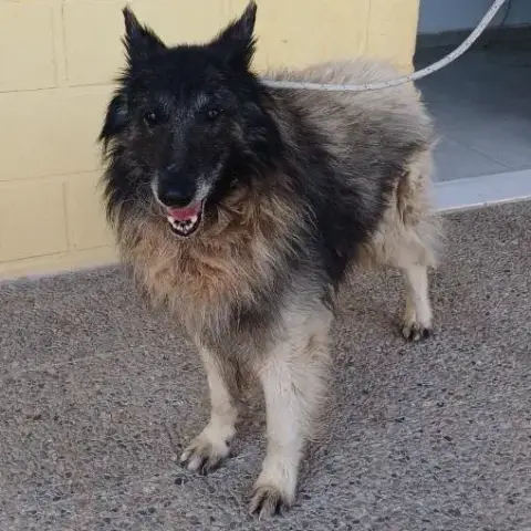 Otis