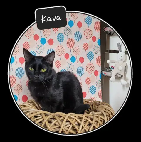 Kava