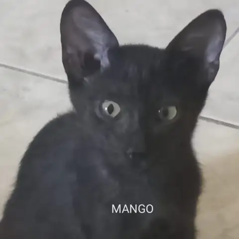 Mango