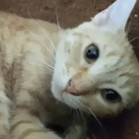 ✨️ Dory ✨️ 🐱 photo 3