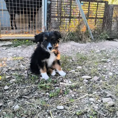 Senia
