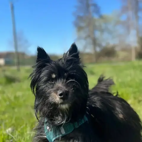 Sirius