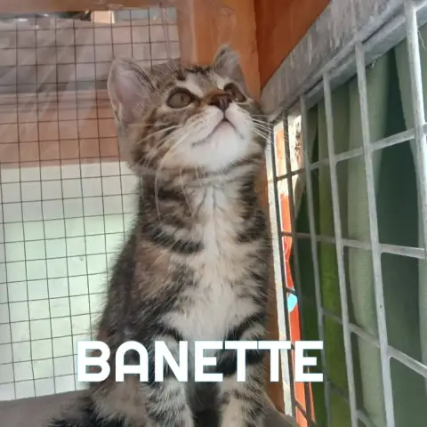Banette