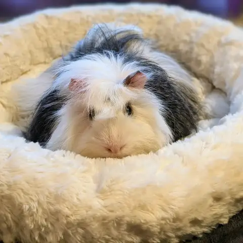 Uhtred
