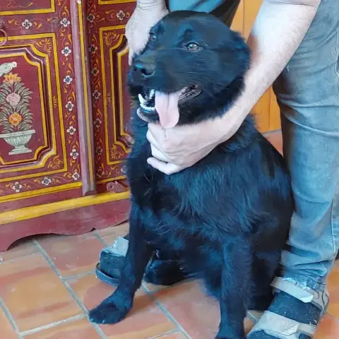Loki photo 3