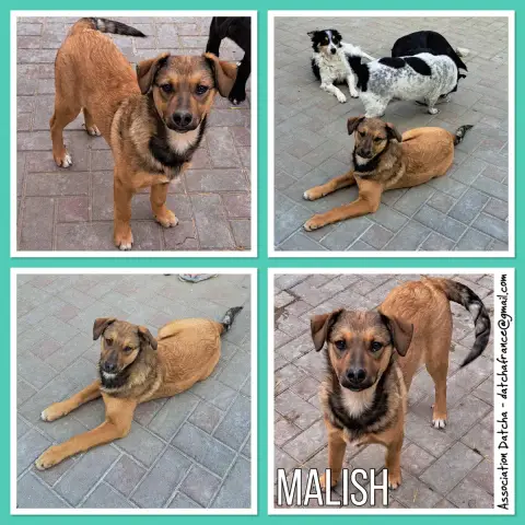 Malish