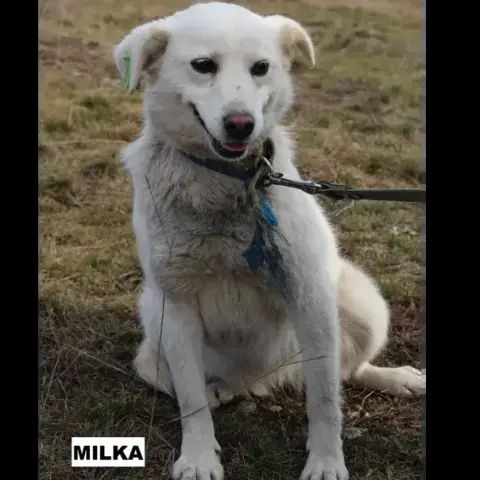 Milka photo 3