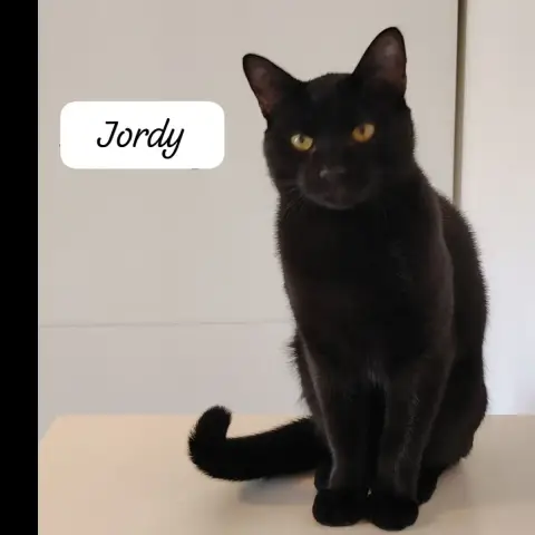 Jordy