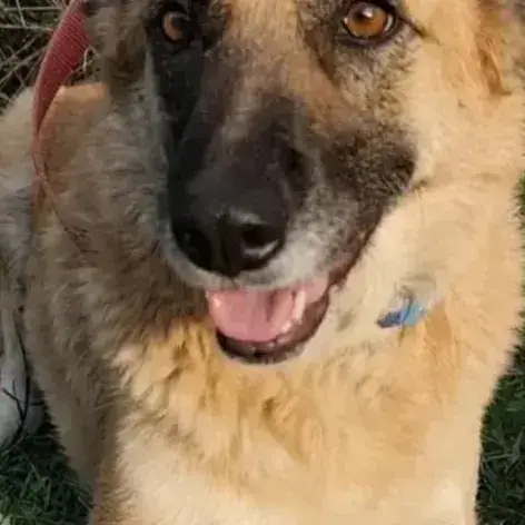 Baya