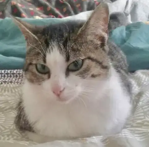 Petite Poulette
