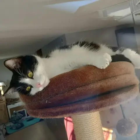 Oreo photo 3