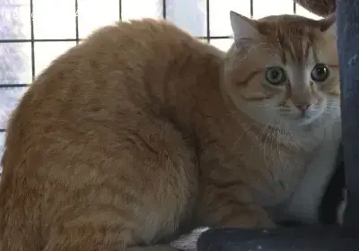Emilio