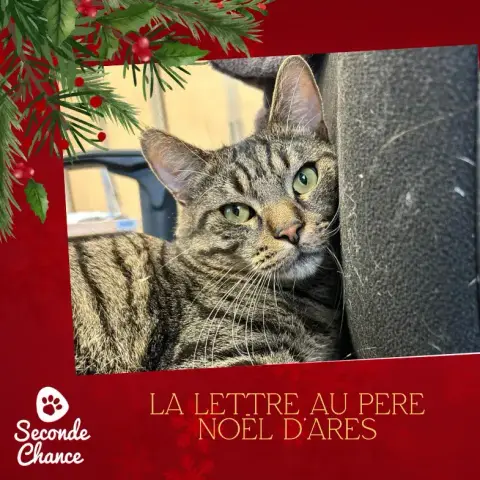 La Lettre Au Père Noël D'Arès
