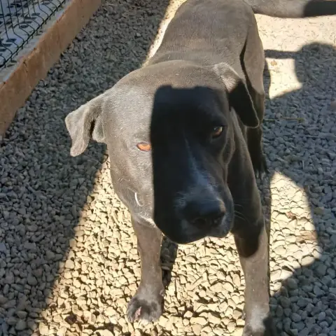 Vasco