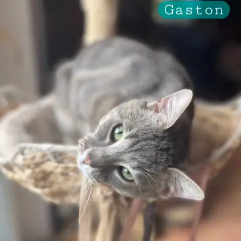 Gaston