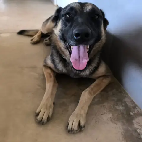 Lulu