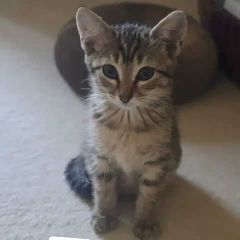 Bob