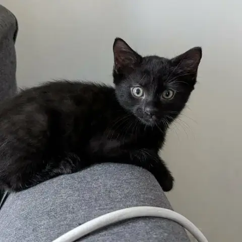 Crowley