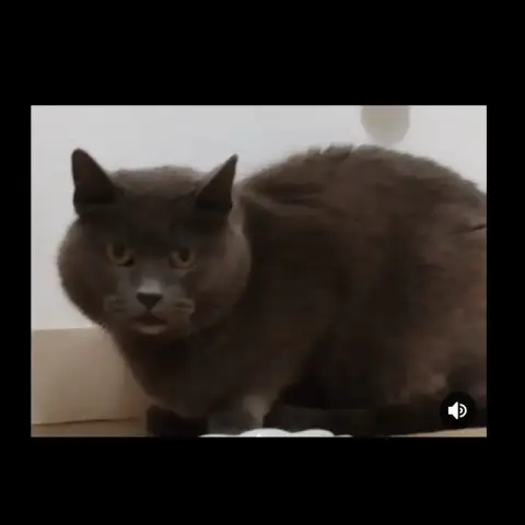Grey photo 3