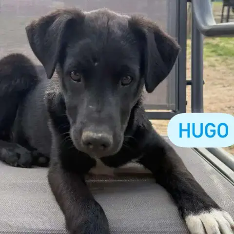 Hugo