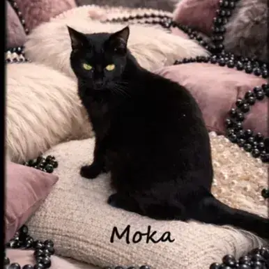 Moka