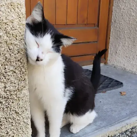 Cats photo 2