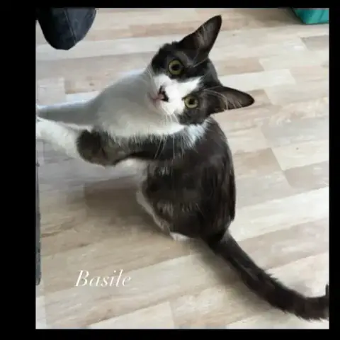 Basile