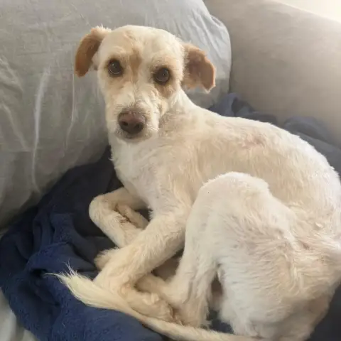 Canelo