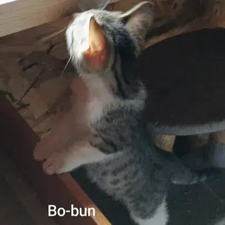 Bo-Bun photo 2