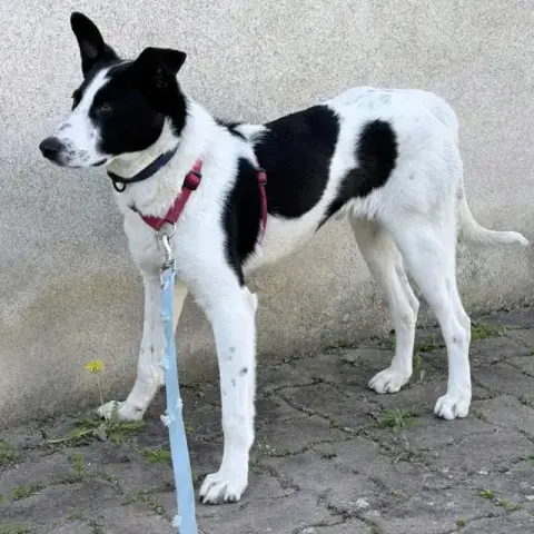 Olly