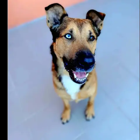 Saïko photo 2