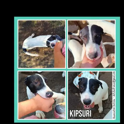 Kipsuri