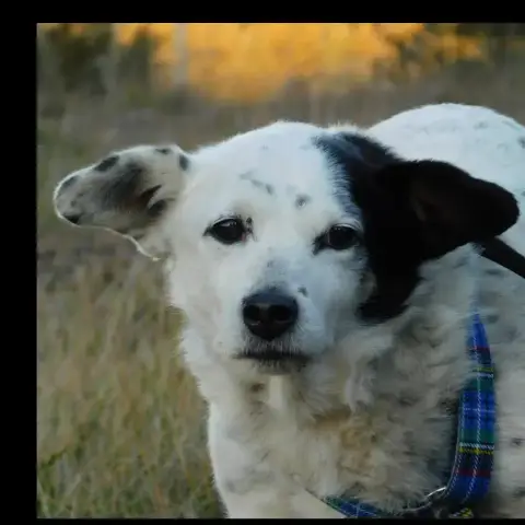 Lazo