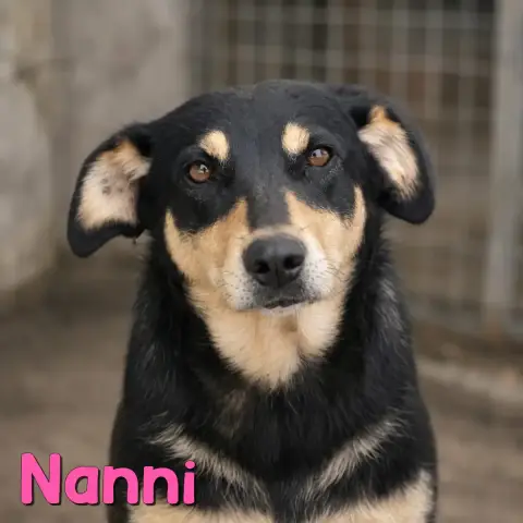 Nanni