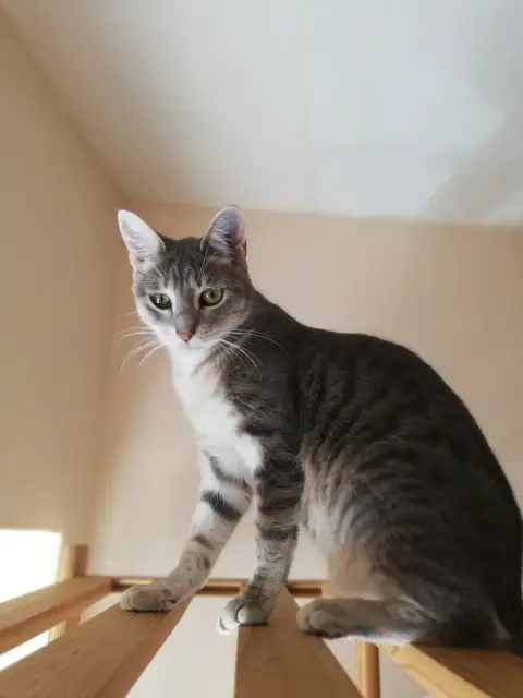 Nikita photo 3