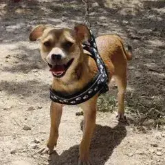 Pedro