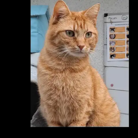 Tiroux