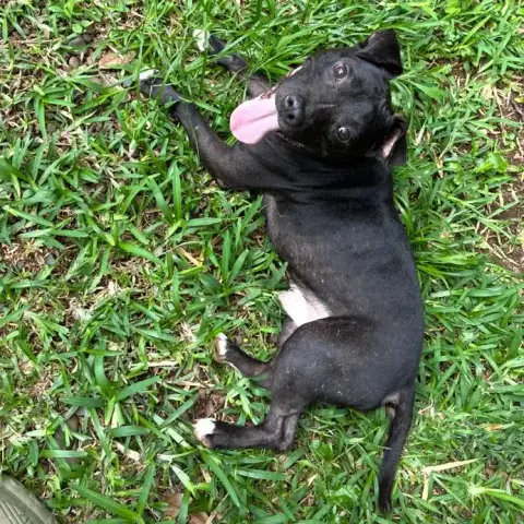 Tyson