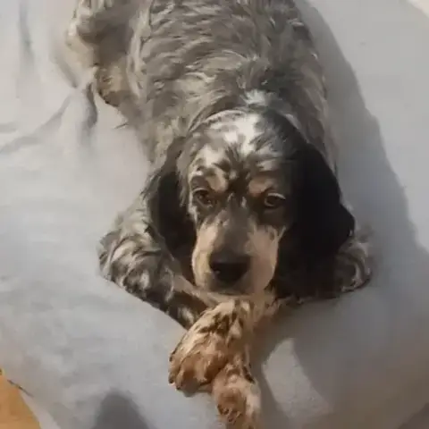 Tina