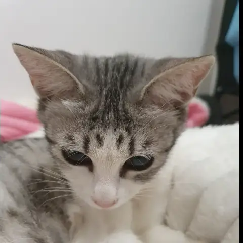 Nala photo 3