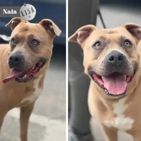 Nala