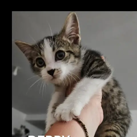 Derpy