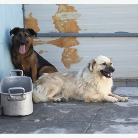 Jango photo 2