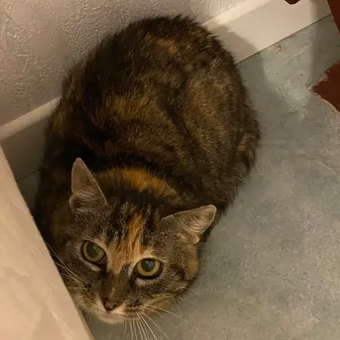 Leia